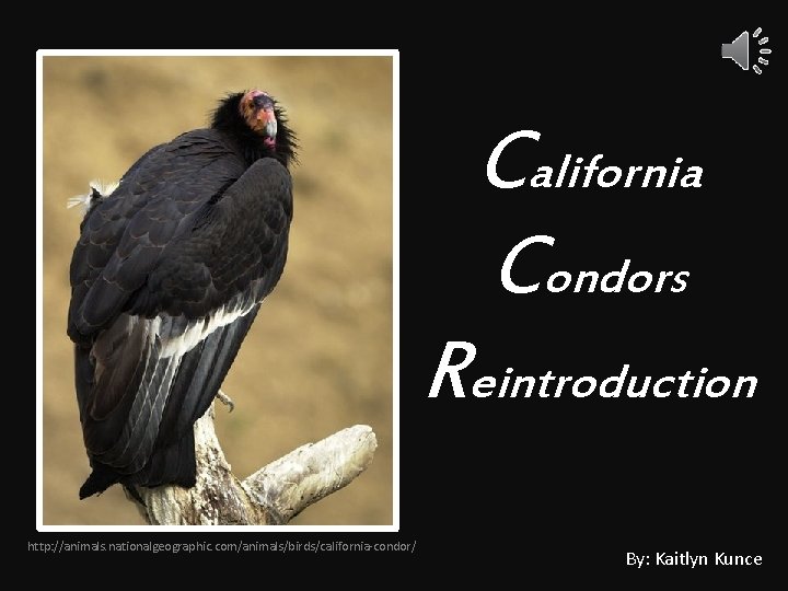 California Condors Reintroduction http: //animals. nationalgeographic. com/animals/birds/california-condor/ By: Kaitlyn Kunce 