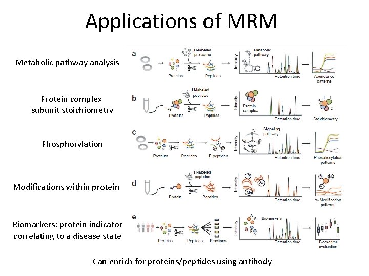 Applications of MRM Metabolic pathway analysis Protein complex subunit stoichiometry Phosphorylation Modifications within protein