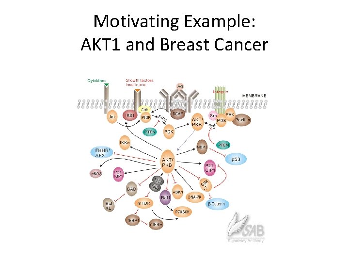 Motivating Example: AKT 1 and Breast Cancer 