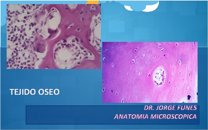 TEJIDO OSEO DR. JORGE FUNES ANATOMIA MICROSCOPICA 