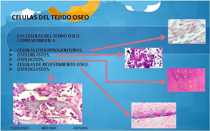 CELULAS DEL TEJIDO OSEO LAS CELULAS DEL TEJIDO OSEO, CORRESPONDEN A: Ø Ø Ø