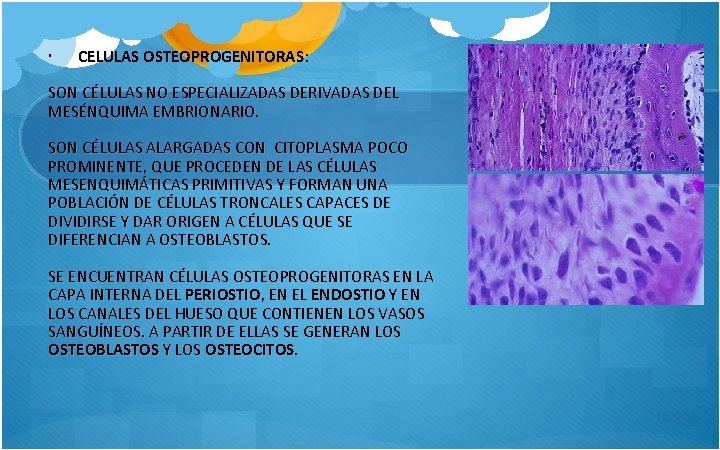  CELULAS OSTEOPROGENITORAS: SON CÉLULAS NO ESPECIALIZADAS DERIVADAS DEL MESÉNQUIMA EMBRIONARIO. SON CÉLULAS ALARGADAS