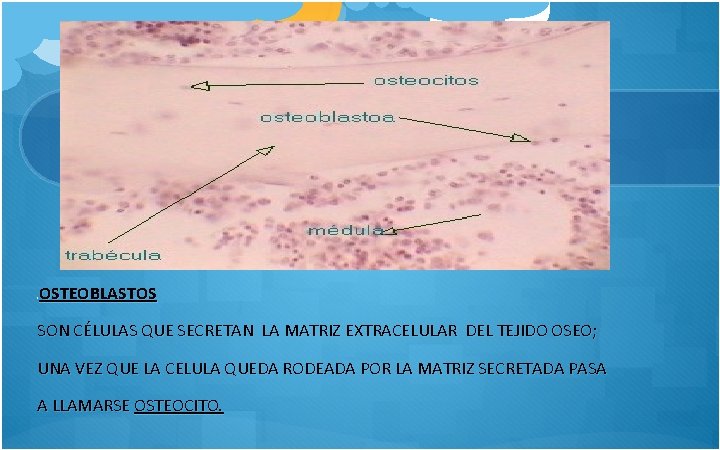 OSTEOBLASTOS L SON CÉLULAS QUE SECRETAN LA MATRIZ EXTRACELULAR DEL TEJIDO OSEO; UNA VEZ