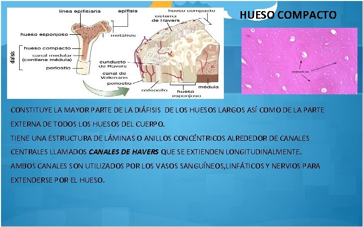 HUESO COMPACTO CONSTITUYE LA MAYOR PARTE DE LA DIÁFISIS DE LOS HUESOS LARGOS ASÍ