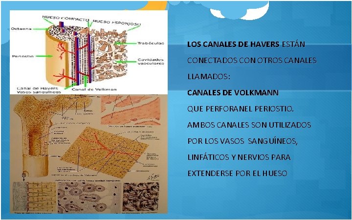 LOS CANALES DE HAVERS ESTÁN CONECTADOS CON OTROS CANALES LLAMADOS: CANALES DE VOLKMANN QUE