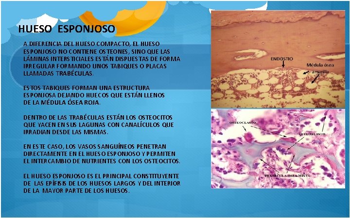 HUESO ESPONJOSO A DIFERENCIA DEL HUESO COMPACTO, EL HUESO ESPONJOSO NO CONTIENE OSTEONES, SINO