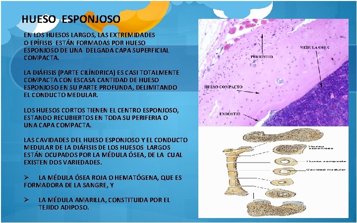 HUESO ESPONJOSO EN LOS HUESOS LARGOS, LAS EXTREMIDADES O EPÍFISIS ESTÁN FORMADAS POR HUESO