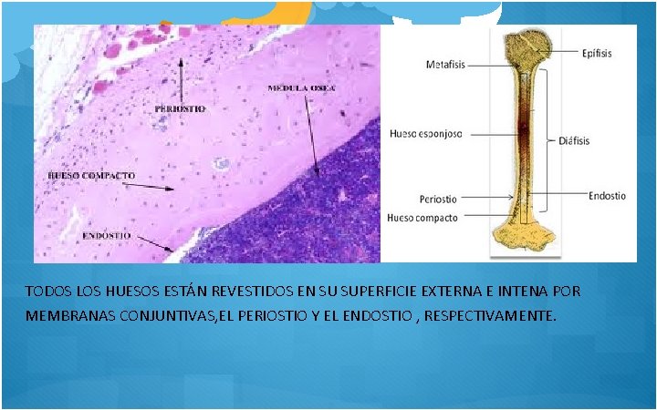 TODOS LOS HUESOS ESTÁN REVESTIDOS EN SU SUPERFICIE EXTERNA E INTENA POR MEMBRANAS CONJUNTIVAS,