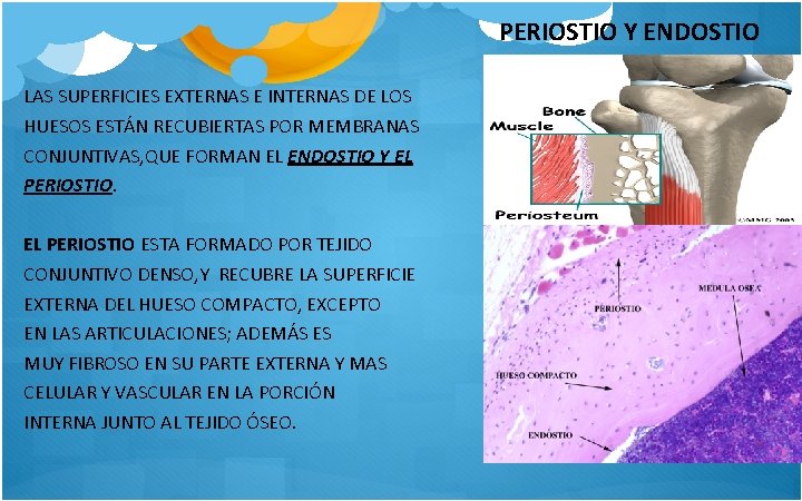 PERIOSTIO Y ENDOSTIO LAS SUPERFICIES EXTERNAS E INTERNAS DE LOS HUESOS ESTÁN RECUBIERTAS POR