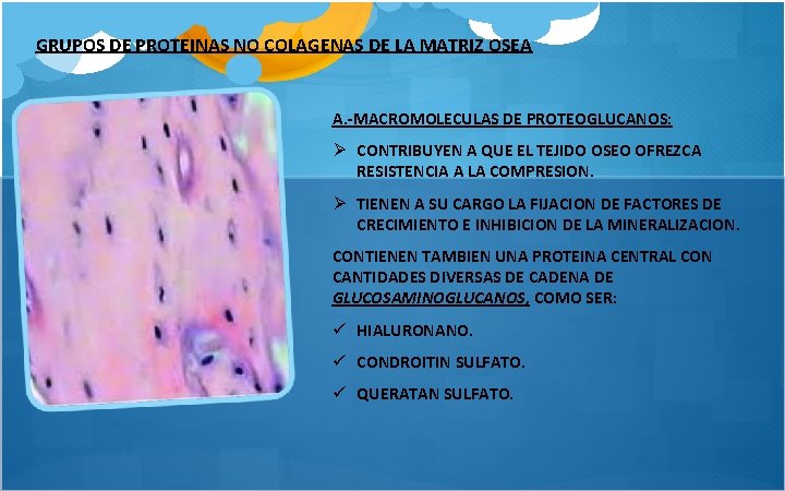 GRUPOS DE PROTEINAS NO COLAGENAS DE LA MATRIZ OSEA A. -MACROMOLECULAS DE PROTEOGLUCANOS: Ø