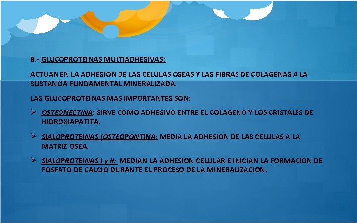 B. - GLUCOPROTEINAS MULTIADHESIVAS: ACTUAN EN LA ADHESION DE LAS CELULAS OSEAS Y LAS