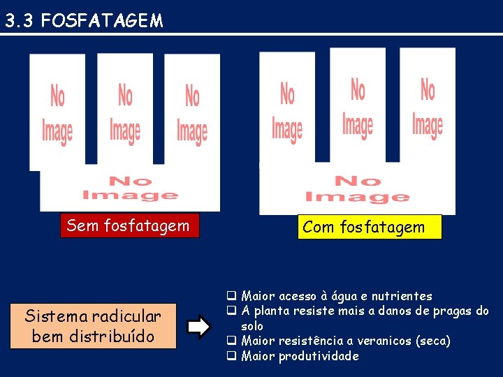 3. 3 FOSFATAGEM Sem fosfatagem Sistema radicular bem distribuído Com fosfatagem q Maior acesso