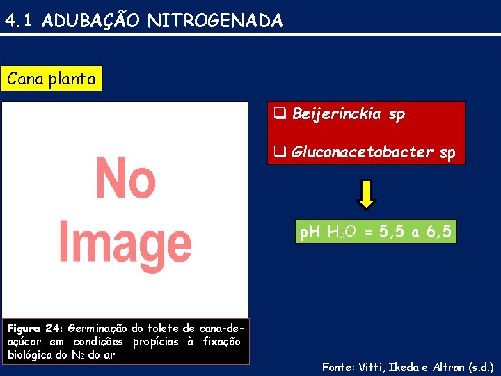 4. 1 ADUBAÇÃO NITROGENADA Cana planta q Beijerinckia sp q Gluconacetobacter sp Beijerinckia sp