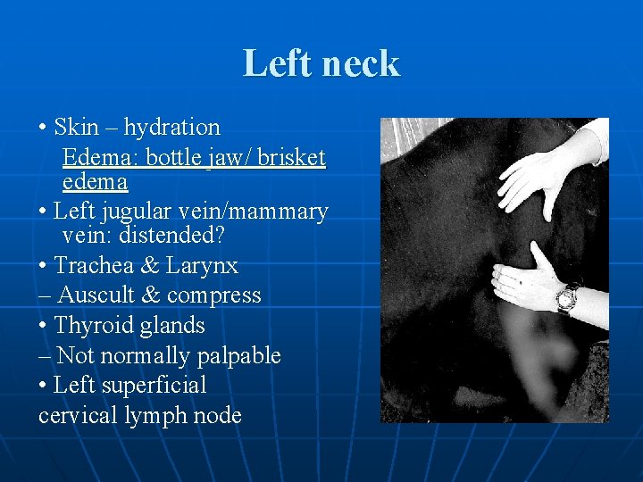 Left neck • Skin – hydration Edema: bottle jaw/ brisket edema • Left jugular