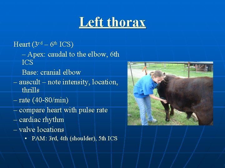 Left thorax Heart (3 rd – 6 th ICS) – Apex: caudal to the