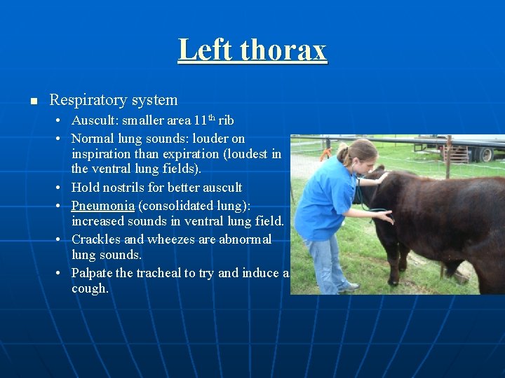 Left thorax n Respiratory system • Auscult: smaller area 11 th rib • Normal