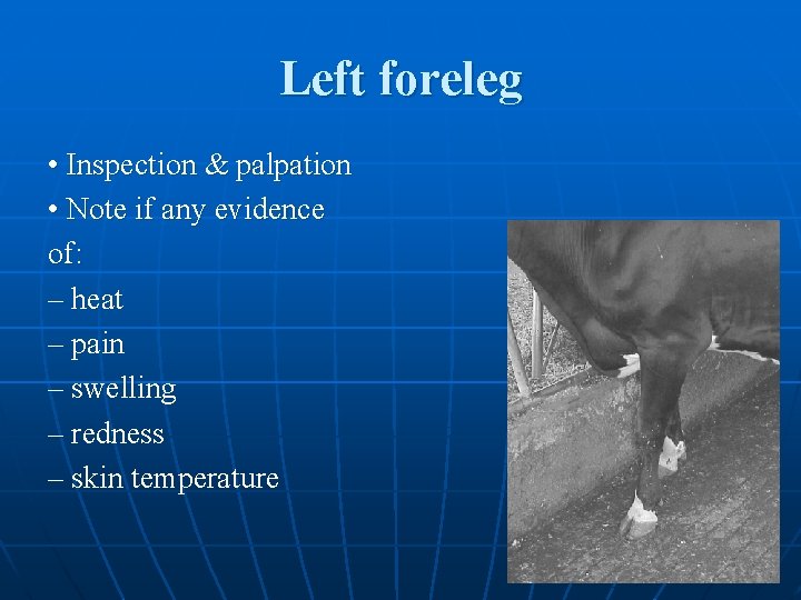 Left foreleg • Inspection & palpation • Note if any evidence of: – heat