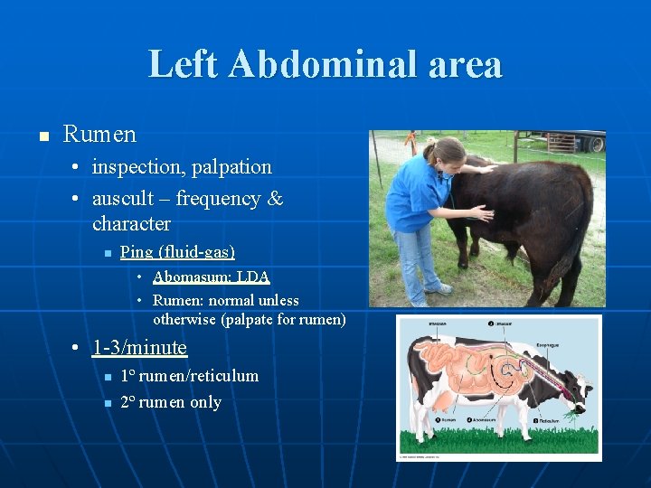 Left Abdominal area n Rumen • inspection, palpation • auscult – frequency & character