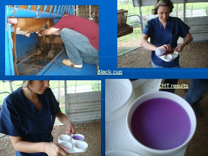 Black cup CMT results 