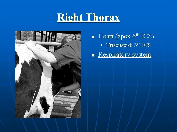 Right Thorax n Heart (apex 6 th ICS) • Triscuspid: 3 rd ICS n