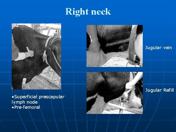 Right neck Jugular vein Jugular Refill • Superficial prescapular lymph node • Pre-femoral 