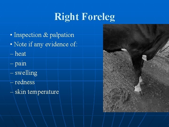 Right Foreleg • Inspection & palpation • Note if any evidence of: – heat