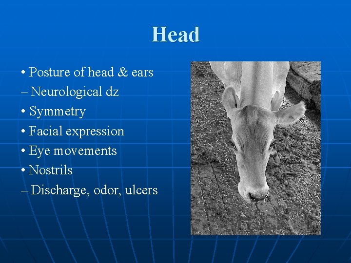 Head • Posture of head & ears – Neurological dz • Symmetry • Facial