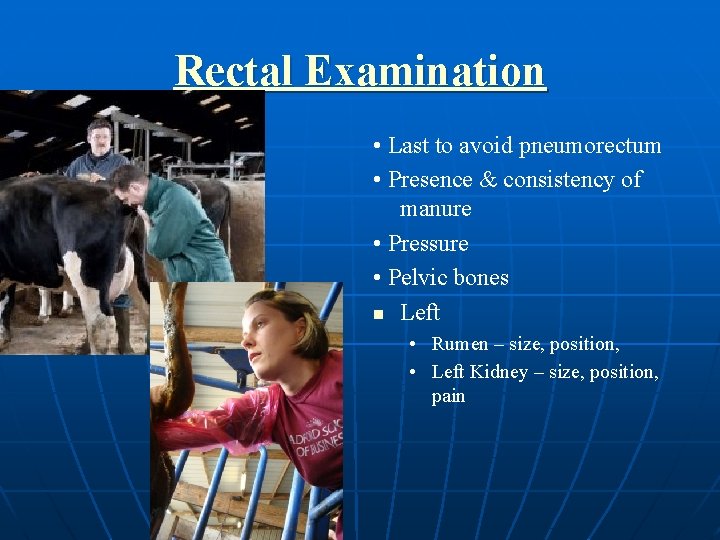 Rectal Examination • Last to avoid pneumorectum • Presence & consistency of manure •