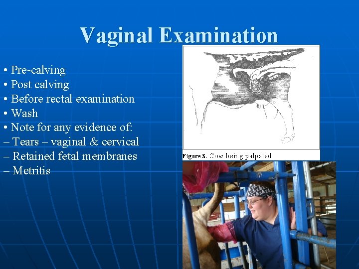 Vaginal Examination • Pre-calving • Post calving • Before rectal examination • Wash •