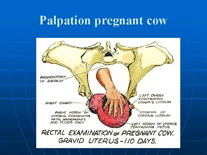 Palpation pregnant cow 