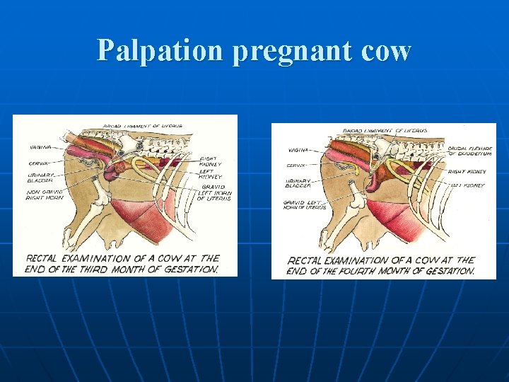 Palpation pregnant cow 