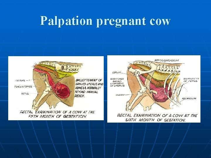 Palpation pregnant cow 