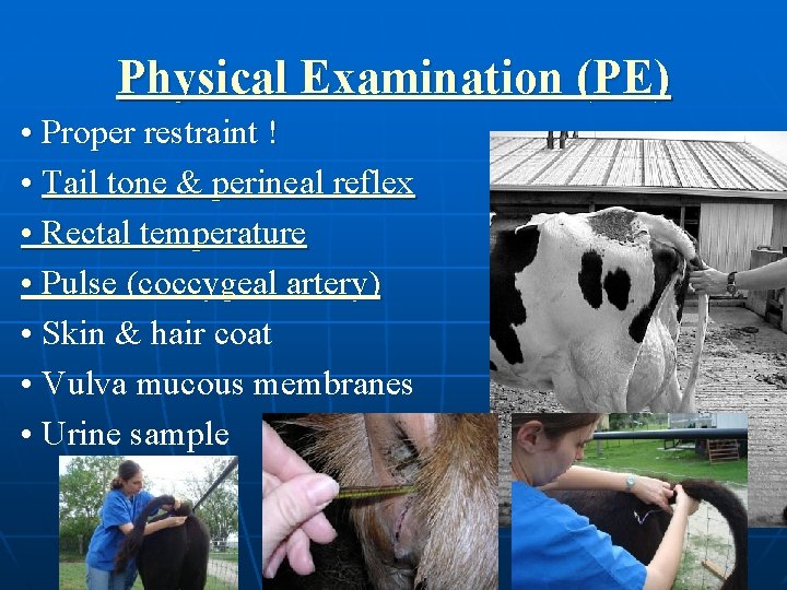 Physical Examination (PE) • Proper restraint ! • Tail tone & perineal reflex •