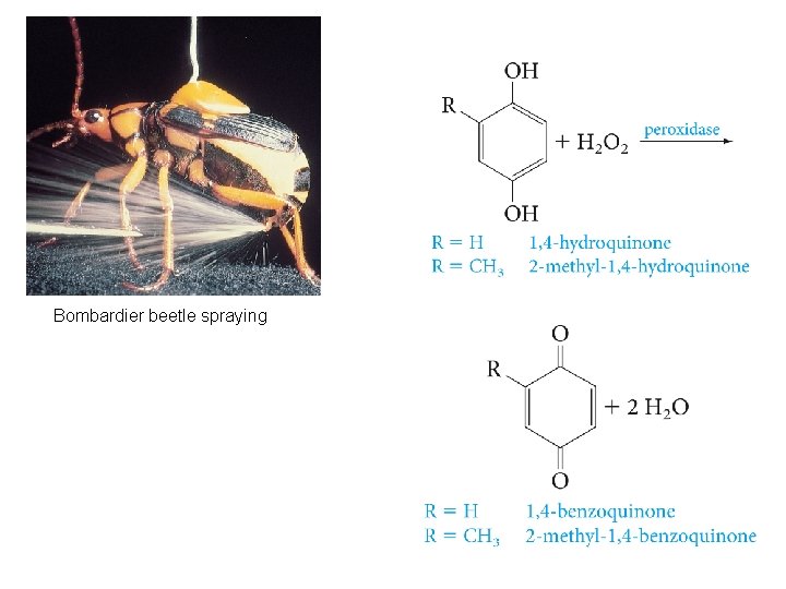 Bombardier beetle spraying 