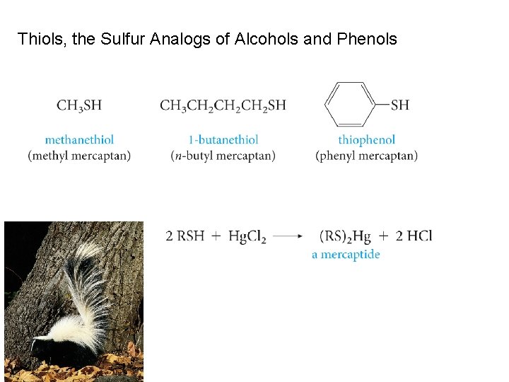 Thiols, the Sulfur Analogs of Alcohols and Phenols 