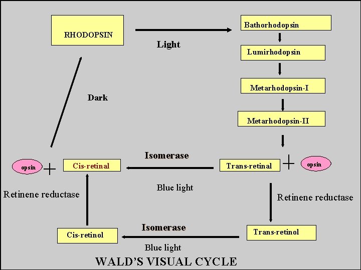 Bathorhodopsin RHODOPSIN Light Lumirhodopsin Metarhodopsin-I Dark Metarhodopsin-II Isomerase opsin Cis-retinal Blue light Retinene reductase Bathorhodopsin RHODOPSIN Light Lumirhodopsin Metarhodopsin-I Dark Metarhodopsin-II Isomerase opsin Cis-retinal Blue light Retinene reductase