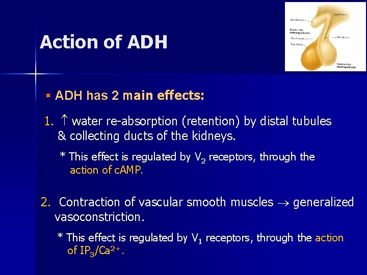 Action of ADH § ADH has 2 main effects: 1. water re-absorption (retention) by