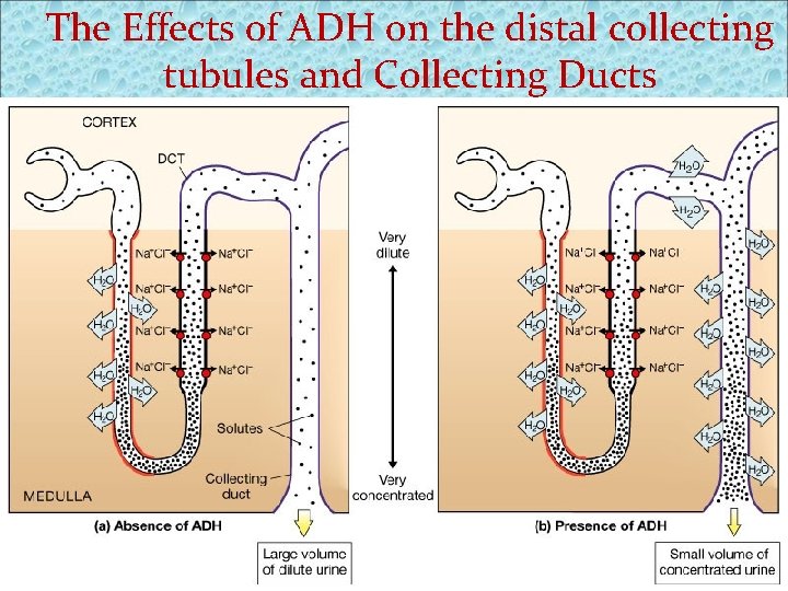 The Effects of ADH on the distal collecting tubules and Collecting Ducts Figure 26.
