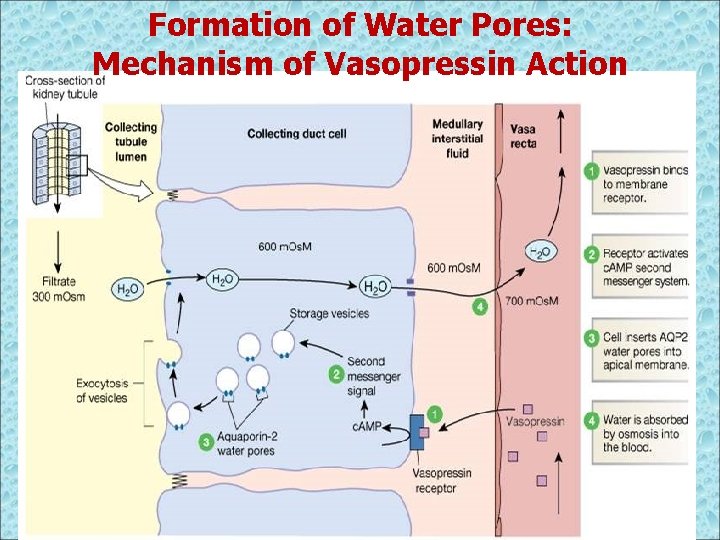 Formation of Water Pores: Mechanism of Vasopressin Action 
