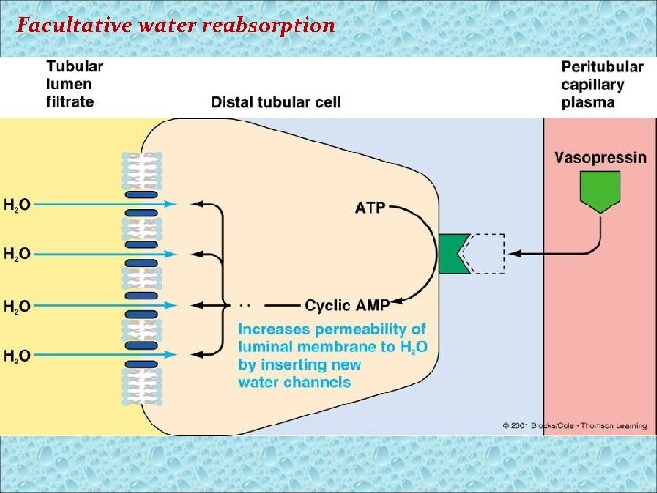 Facultative water reabsorption 