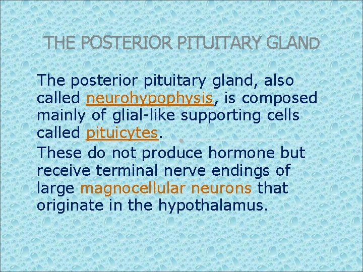 THE POSTERIOR PITUITARY GLAND The posterior pituitary gland, also called neurohypophysis, is composed mainly