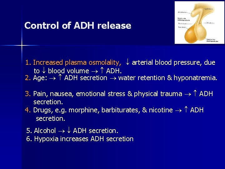 Control of ADH release 1. Increased plasma osmolality, arterial blood pressure, due to blood