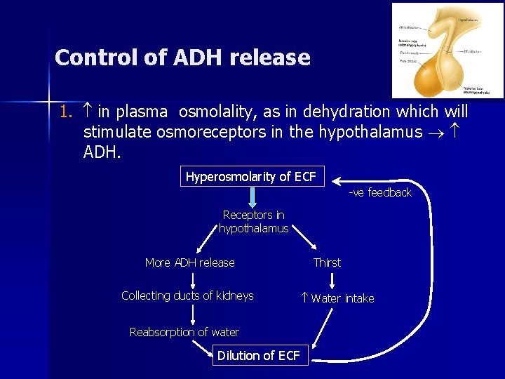 Control of ADH release 1. in plasma osmolality, as in dehydration which will stimulate