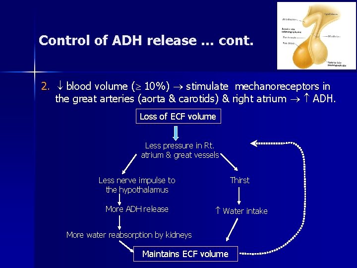Control of ADH release … cont. 2. blood volume ( 10%) stimulate mechanoreceptors in