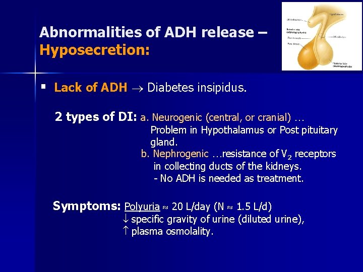 Abnormalities of ADH release – Hyposecretion: § Lack of ADH Diabetes insipidus. 2 types