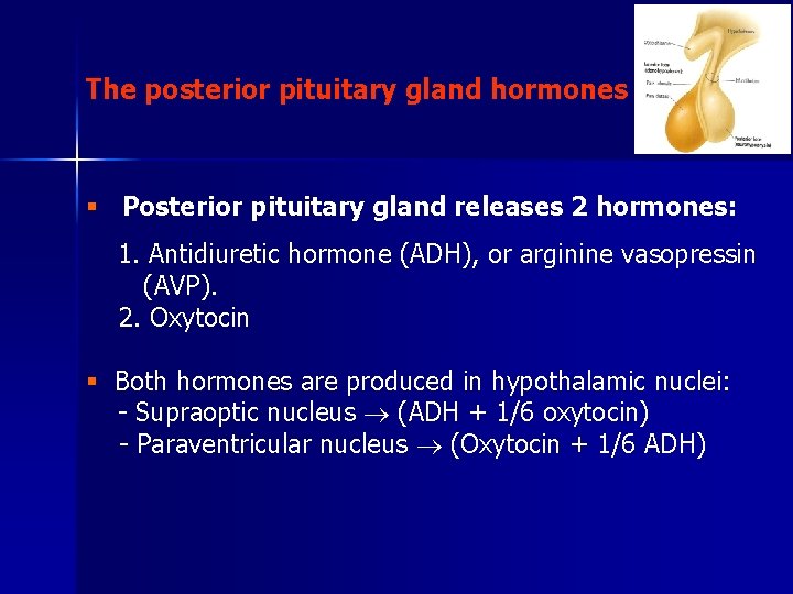 The posterior pituitary gland hormones § Posterior pituitary gland releases 2 hormones: 1. Antidiuretic