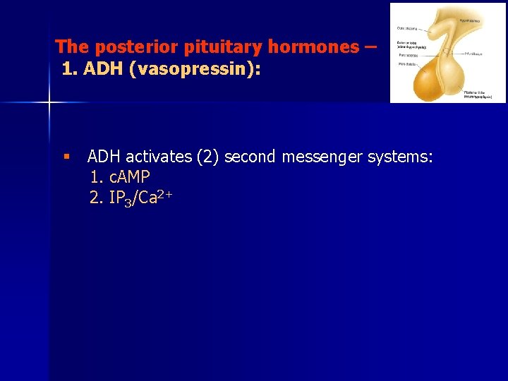 The posterior pituitary hormones – 1. ADH (vasopressin): § ADH activates (2) second messenger