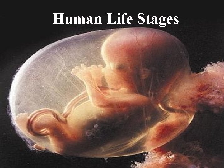 Human Life Stages Human Life Stages
