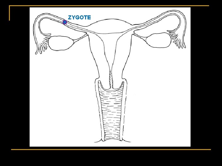 ZYGOTE ZYGOTE