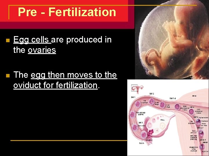 Pre - Fertilization n Egg cells are produced in the ovaries n The egg Pre - Fertilization n Egg cells are produced in the ovaries n The egg